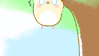 【今日のばーど】ああああああ落ちるううぅぅぅ!!!!!