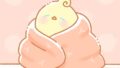 【今日のばーど】ぬくぬくおふとん